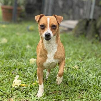 Sundae -  Mixed Breed Dog for Adoption in Keaau, Hawaii - Sundae | PetCurious