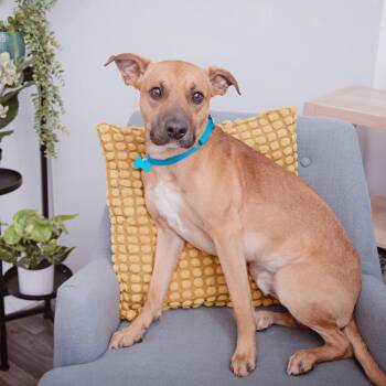 Australian Kelpie Dogs Available for Adoption - Ulysses | PetCurious