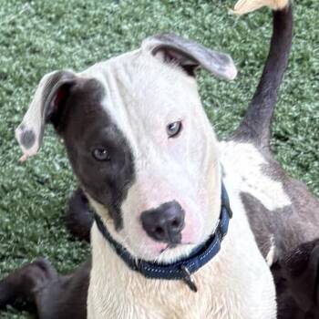 Rescue Pit Bull Terrier Dogs for Adoption in Marietta, Georgia - CHESTER | PetCurious