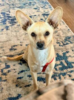 Chihuahua Dogs Available for Adoption - Romaro | PetCurious