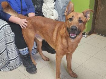 Peter -  Shepherd and Golden Retriever Dog for Adoption in Peru, Illinois - Peter | PetCurious