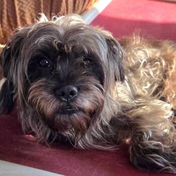 Shadow (FKA Smokey) -  Shih Tzu Dog for Adoption in Tunkhannock, Pennsylvania - Shadow (FKA Smokey) | PetCurious