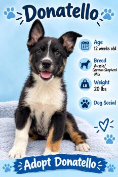 Donatello -  Australian Shepherd Dog for Adoption in Rock Hill, New York - Donatello | PetCurious