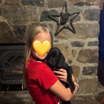 Elise -  Labrador Retriever and Hound Dog for Adoption in Philadelphia, Pennsylvania - Elise | PetCurious