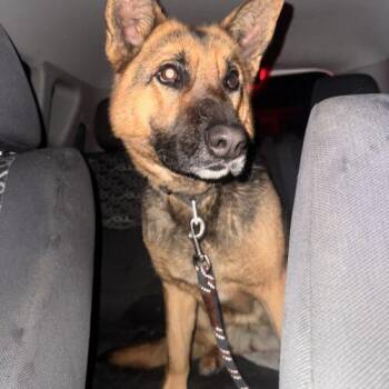 Shelby -  German Shepherd Dog Dog for Adoption in Vienna, Ontario - Shelby | PetCurious