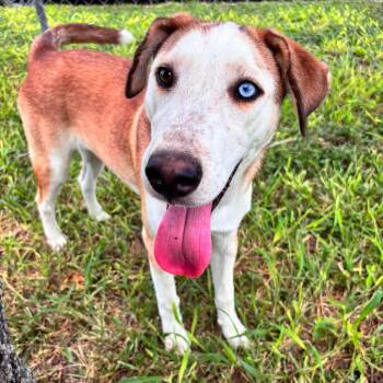 Leia -  Labrador Retriever and Beagle Dog for Adoption in Harlingen, Texas - Leia | PetCurious