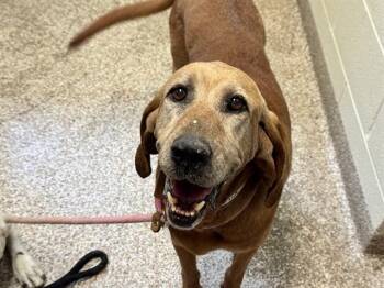 RUBY -  Bloodhound and Mixed Breed Dog for Adoption in Pueblo, Colorado - RUBY | PetCurious