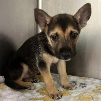 HOWARD -  German Shepherd Dog Dog Available for Adoption in Rosenberg, Texas - HOWARD | PetCurious