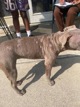 Katniss -  Mixed Breed Dog for Adoption in Cincinnati, Ohio - Katniss | PetCurious