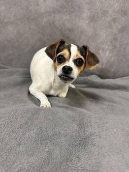 Caprese -  Chihuahua Dog for Adoption in Portland, Maine - Caprese | PetCurious