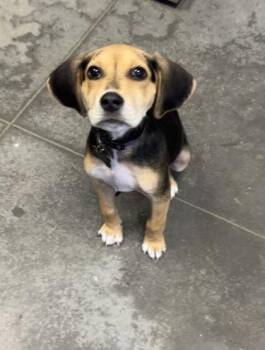 Beagle and Mixed Breed Dogs Available for Adoption - 2537b Sprout | PetCurious