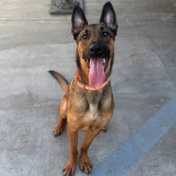 Rescue Belgian Shepherd Malinois Dogs for Adoption in Chino Hills, California - Luca C000 - City Of Industry Location | PetCurious