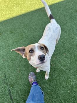 Mixed Breed Dogs Available for Adoption in Maidens, Virginia - Opal | PetCurious