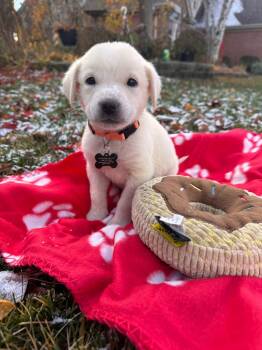 Rescue Terrier Dogs for Adoption - Ukulele | PetCurious