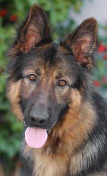 German Shepherd Dog Dogs Available for Adoption in Los Angeles, California - Axel Von Alsfeld  | PetCurious