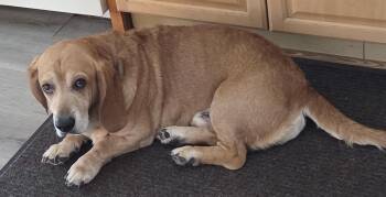 Basset Hound Dogs Available for Adoption in Auburndale, Florida - Nugget | PetCurious