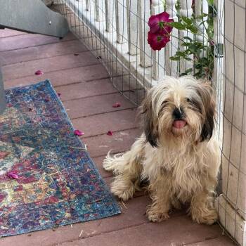 Shih Tzu Dogs Available for Adoption in Partlow, Virginia - Daisy | PetCurious