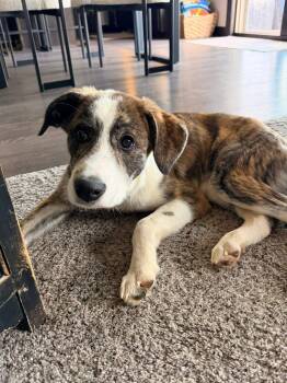 Border Collie and Australian Shepherd Dogs Available for Adoption in New London, Wisconsin - Kodak | PetCurious