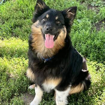 Cranberry -  Australian Shepherd Dog for Adoption in Concord, New Hampshire - Cranberry | PetCurious