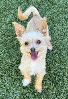 Zach -  Chihuahua and Yorkshire Terrier Dog for Adoption in Elk Grove, California - Zach | PetCurious