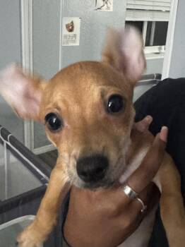 Chihuahua Dogs Available for Adoption - Veronica | PetCurious