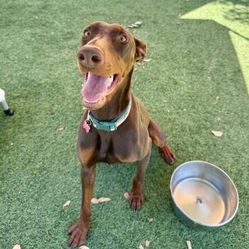 Doberman Pinscher Dogs Available for Adoption - Duke | PetCurious
