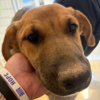Chestnut -  Shepherd and Yellow Labrador Retriever Dog for Adoption in Bernalillo, New Mexico - Chestnut | PetCurious