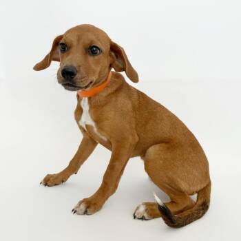 Jewel -  Mixed Breed Dog for Adoption in Brentwood, Missouri - Jewel | PetCurious