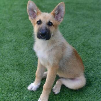 Chaos -  Shepherd Dog for Adoption in Ottawa, Kansas - Chaos | PetCurious