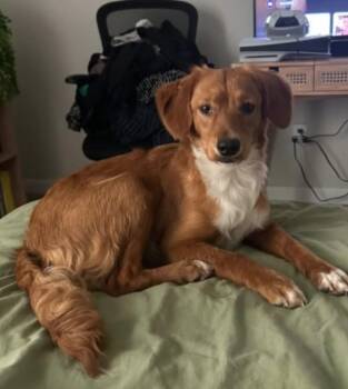 Cali -  Retriever Dog for Adoption in Gainesville, Virginia - Cali | PetCurious