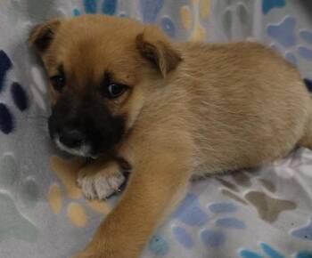 Genesis -  Shepherd Dog Available for Adoption in Thief River Falls, Minnesota - Genesis | PetCurious