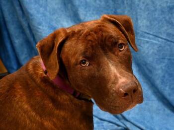 Pit Bull Terrier Dogs Available for Adoption - Prancer | PetCurious