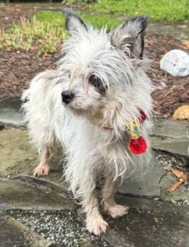 Kosmo Kramer -  Terrier Dog for Adoption in Midland, Virginia - Kosmo Kramer | PetCurious