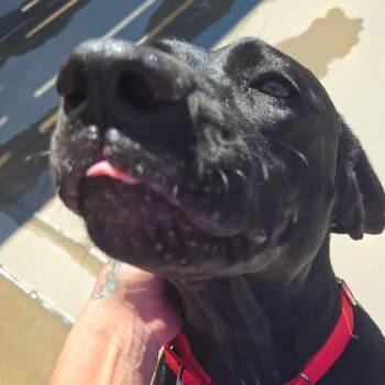 Sapphire -  Mixed Breed Dog for Adoption in Freeport, Florida - Sapphire | PetCurious