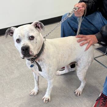 Rescue Pit Bull Terrier Dogs for Adoption in Philadelphia, Pennsylvania - Zeus | PetCurious