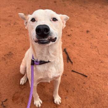 Ancho -  Shepherd and Australian Cattle Dog Blue Heeler Dog for Adoption in Kanab, Utah - Ancho | PetCurious