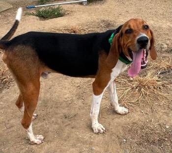 Owens : Elvis -  Treeing Walker Coonhound Dog for Adoption in Aurora, Indiana - Owens : Elvis | PetCurious