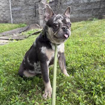 Dexter -  French Bulldog Dog for Adoption in Latrobe, Pennsylvania - Dexter | PetCurious