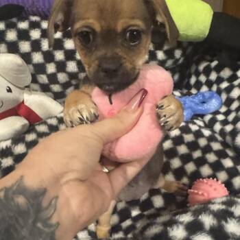 Haddie -  Pekingese and Chihuahua Dog Available for Adoption in Crosby, Texas - Haddie | PetCurious