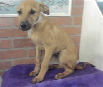 A2082381 -  German Shepherd Dog and Mixed Breed Dog for Adoption in Houston, Texas - A2082381 | PetCurious