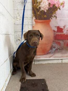 Labrador Retriever and Mixed Breed Dogs Available for Adoption in San Bernardino, California - NESTA | PetCurious