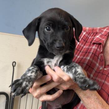 Beagle Dogs Available for Adoption in Maynardville, Tennessee - Xena | PetCurious