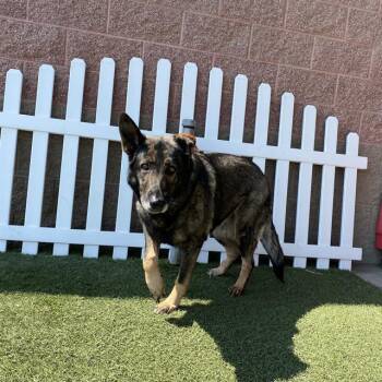 LINDI -  German Shepherd Dog Dog for Adoption in Modesto, California - LINDI | PetCurious