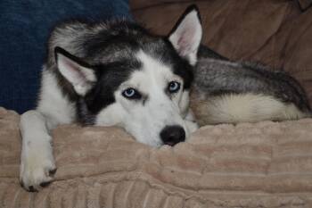 Luna Tula -  Siberian Husky Dog for Adoption in New York, New York - Luna Tula | PetCurious