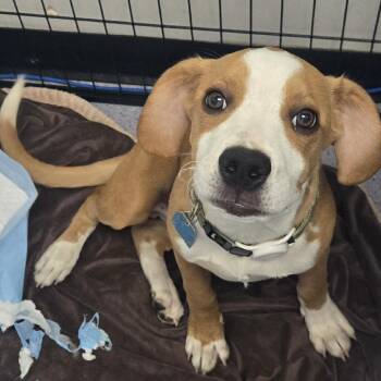 Copper -  Mixed Breed Dog for Adoption in Sonoma, California - Copper | PetCurious