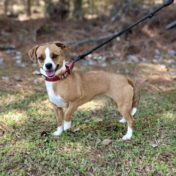 Fox Terrier and Mixed Breed Dogs Available for Adoption in Tyrone, Georgia - Tails 04-1109 | PetCurious