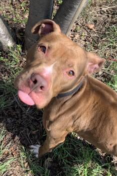 Mixed Breed Dogs Available for Adoption - Eliza | PetCurious