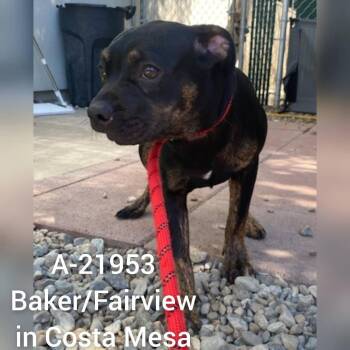C000-309 -  Pug and Pit Bull Terrier Dog for Adoption in Westminster, California - C000-309 | PetCurious