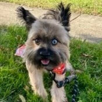 Rescue Skye Terrier Dogs for Adoption in Glenelg, Maryland - Rocky | PetCurious