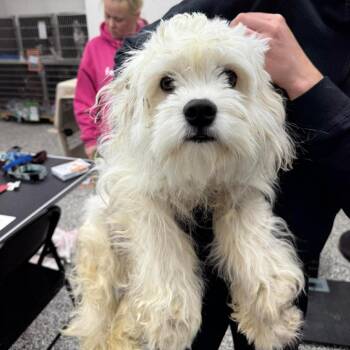 Mixed Breed Dogs Available for Adoption in Fredericksburg, Virginia - Laney | PetCurious